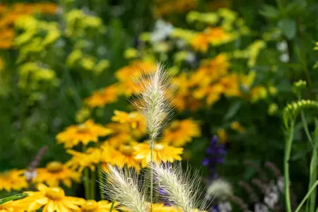 pennisetum alopecuroides  little bunny  - afbeelding 5