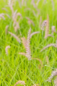 pennisetum orientale  karley rose ® - afbeelding 2