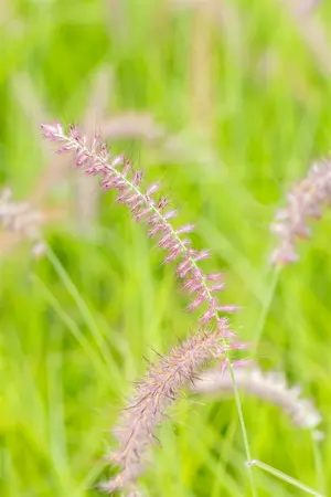 pennisetum orientale  karley rose ® - afbeelding 4