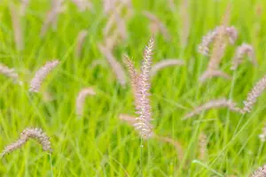 pennisetum orientale  karley rose ® - afbeelding 1