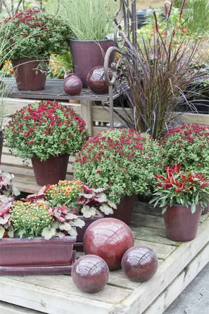 pennisetum setaceum  rubrum  - afbeelding 3