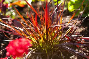 pennisetum setaceum  rubrum  - afbeelding 2