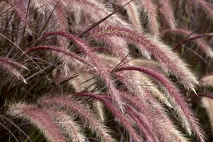 pennisetum setaceum  rubrum  - afbeelding 4