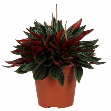 peperomia caperata kirsten 