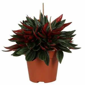 peperomia caperata kirsten