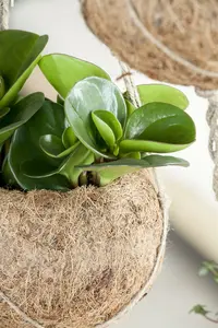 peperomia obtusifolia