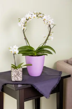 hybride gemengd - afbeelding 3