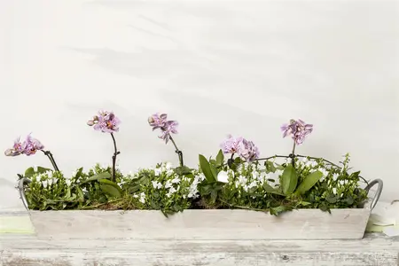 phalaenopsis - afbeelding 1