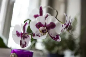 phalaenopsis - afbeelding 5