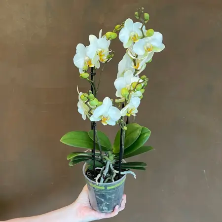 phalaenopsis boquetto