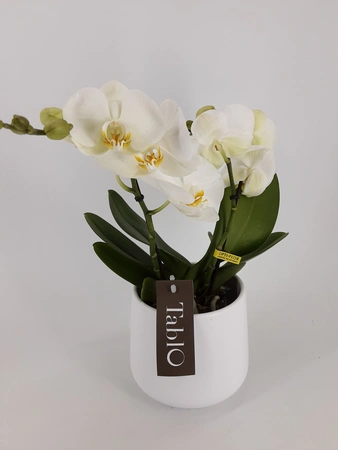 phalaenopsis  tablo