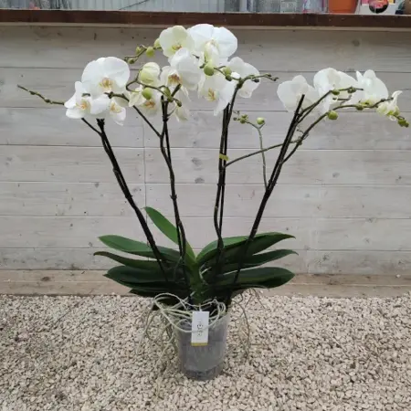 phalaenopsis theatro