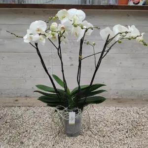 phalaenopsis theatro