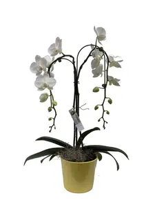 phalaenopsis umbrella