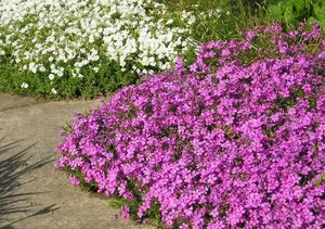 phlox (s) macdaniel s cushion