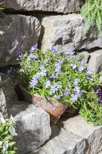 phlox subulata - afbeelding 3