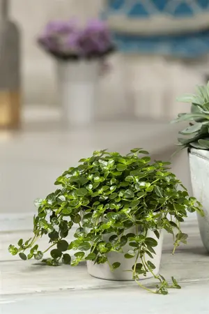 pilea depressa - afbeelding 4