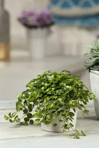 pilea depressa - afbeelding 4