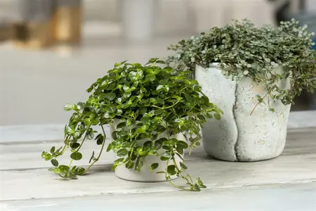 pilea depressa - afbeelding 5