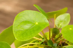 kleine pot - afbeelding 4