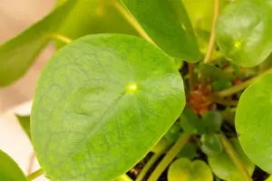 midden 3 - afbeelding 5