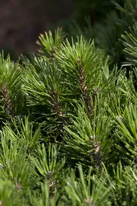 pinus mugo - afbeelding 4