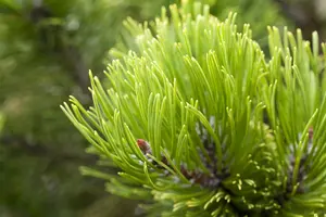 pinus mugo