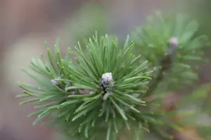 pinus mugo - afbeelding 3