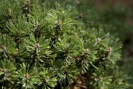pinus mugo - afbeelding 5