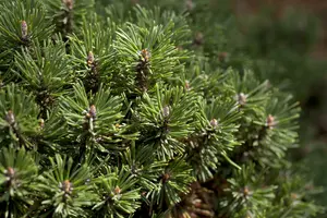pinus mugo - afbeelding 5
