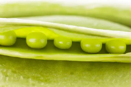 pisum sativum  parsley  - afbeelding 3