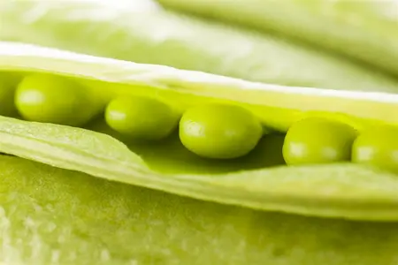 pisum sativum  parsley  - afbeelding 4