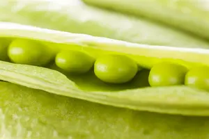 pisum sativum  parsley  - afbeelding 4