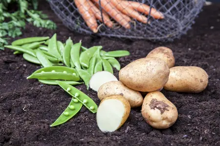 pisum sativum  parsley  - afbeelding 5