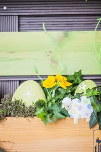 primula elatior - afbeelding 5