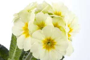 primula elatior - afbeelding 3