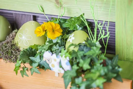 primula elatior - afbeelding 4