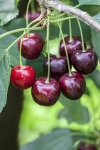 prunus a.  regina  - afbeelding 4