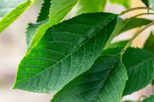 gisela 5 -jarig vertakt - afbeelding 3