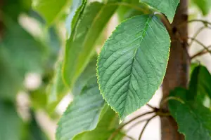 gisela 5 -jarig vertakt - afbeelding 2