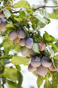 prunus d.  altesse double liege 