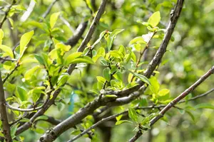 pruim geel 1/2 st - afbeelding 2