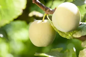 prunus d.  reine claude d oullins 