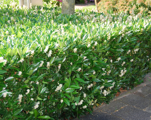 prunus l. otto luyken
