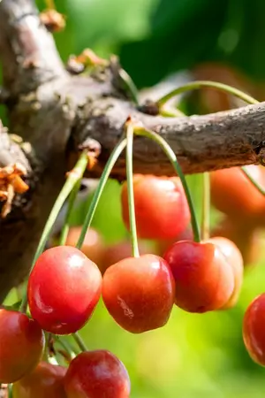 gisela 6 2-jarig vertakt - afbeelding 4