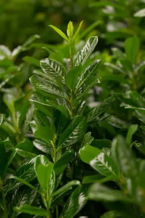 70-90 cm. C6.5 - afbeelding 3