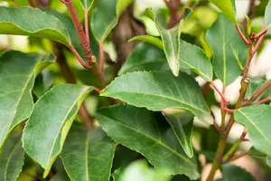 prunus lusitanica  angustifolia meerstpot43l - afbeelding 5