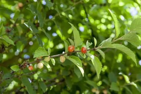 502-jarig vertakt - afbeelding 2