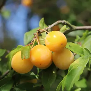 prunus mirabelle st-julien