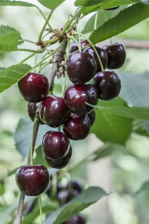 gisela 5 2-jarig vertakt - afbeelding 1